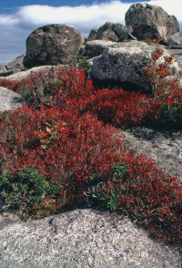 Heath Cao nguyên Trung Appalachian Barren / Vỉa hè – CEGL003939 Heath Cao nguyên Trung Appalachian Barren / Vỉa hè – CEGL003939