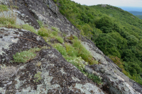 Heath Cao nguyên Trung Appalachian Barren / Vỉa hè - CEGL003939 Heath Cao nguyên Trung Appalachian Barren / Vỉa hè - CEGL003939