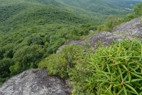 Heath Cao nguyên Trung Appalachian Barren / Vỉa hè - CEGL003939 Heath Cao nguyên Trung Appalachian Barren / Vỉa hè - CEGL003939
