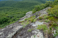 Heath Cao nguyên Trung Appalachian Barren / Vỉa hè - CEGL003939 Heath Cao nguyên Trung Appalachian Barren / Vỉa hè - CEGL003939