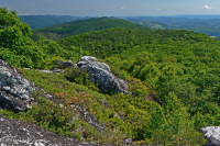 Heath Cao nguyên Trung Appalachian Barren / Vỉa hè - CEGL003939 Heath Cao nguyên Trung Appalachian Barren / Vỉa hè - CEGL003939