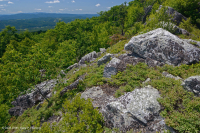 Heath Cao nguyên Trung Appalachian Barren / Vỉa hè - CEGL003939 Heath Cao nguyên Trung Appalachian Barren / Vỉa hè - CEGL003939