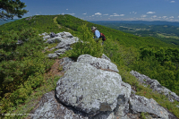 Heath Cao nguyên Trung Appalachian Barren / Vỉa hè - CEGL003939 Heath Cao nguyên Trung Appalachian Barren / Vỉa hè - CEGL003939
