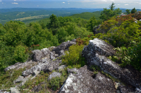 Heath Cao nguyên Trung Appalachian Barren / Vỉa hè - CEGL003939 Heath Cao nguyên Trung Appalachian Barren / Vỉa hè - CEGL003939