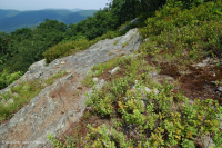 Mỏm đá nhô ra ở độ cao cao cằn cỗi (Loại đá lửa/biến chất Black Chokeberry) – CEGL008508 Mỏm đá nhô ra ở độ cao cao cằn cỗi (Loại đá lửa/biến chất Black Chokeberry) – CEGL008508