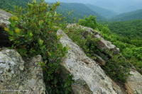 Mỏm đá nhô ra ở độ cao cao cằn cỗi (Loại đá lửa/biến chất Black Chokeberry) – CEGL008508 Mỏm đá nhô ra ở độ cao cao cằn cỗi (Loại đá lửa/biến chất Black Chokeberry) – CEGL008508