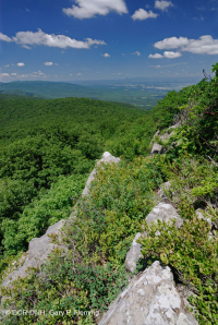 Mỏm đá nhô ra ở độ cao cao cằn cỗi (Loại đá lửa/biến chất Black Chokeberry) – CEGL008508 Mỏm đá nhô ra ở độ cao cao cằn cỗi (Loại đá lửa/biến chất Black Chokeberry) – CEGL008508