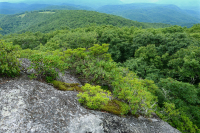 Mỏm đá nhô ra ở độ cao cao cằn cỗi (Loại đá lửa/biến chất Black Chokeberry) – CEGL008508 Mỏm đá nhô ra ở độ cao cao cằn cỗi (Loại đá lửa/biến chất Black Chokeberry) – CEGL008508