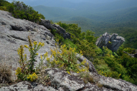 Mỏm đá nhô ra ở độ cao cao cằn cỗi (Loại đá lửa/biến chất Black Chokeberry) – CEGL008508 Mỏm đá nhô ra ở độ cao cao cằn cỗi (Loại đá lửa/biến chất Black Chokeberry) – CEGL008508