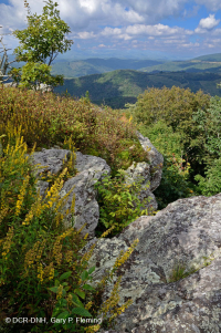 Mỏm đá nhô ra ở độ cao cao cằn cỗi (Loại đá lửa/biến chất Black Chokeberry) – CEGL008508 Mỏm đá nhô ra ở độ cao cao cằn cỗi (Loại đá lửa/biến chất Black Chokeberry) – CEGL008508