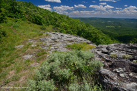 Mafic cằn cỗi ở độ cao phía Nam Blue Ridge - CEGL004283 Mafic cằn cỗi ở độ cao phía Nam Blue Ridge - CEGL004283