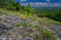 Mafic cằn cỗi ở độ cao phía Nam Blue Ridge - CEGL004283 Mafic cằn cỗi ở độ cao phía Nam Blue Ridge - CEGL004283