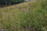 Mafic cằn cỗi ở độ cao phía Nam Blue Ridge - CEGL004283 Mafic cằn cỗi ở độ cao phía Nam Blue Ridge - CEGL004283