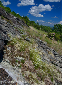 Mỏm đá lộ thiên ở độ cao lớn cằn cỗi (Loại đá lửa/biến chất Greenland Sandwort) – CEGL008509 Mỏm đá lộ thiên ở độ cao lớn cằn cỗi (Loại đá lửa/biến chất Greenland Sandwort) – CEGL008509