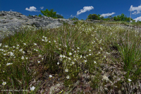 Mỏm đá lộ thiên ở độ cao lớn cằn cỗi (Loại đá lửa/biến chất Greenland Sandwort) – CEGL008509 Mỏm đá lộ thiên ở độ cao lớn cằn cỗi (Loại đá lửa/biến chất Greenland Sandwort) – CEGL008509