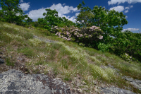 Mỏm đá lộ thiên ở độ cao lớn cằn cỗi (Loại đá lửa/biến chất Greenland Sandwort) – CEGL008509 Mỏm đá lộ thiên ở độ cao lớn cằn cỗi (Loại đá lửa/biến chất Greenland Sandwort) – CEGL008509