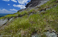 Mỏm đá lộ thiên ở độ cao lớn cằn cỗi (Loại đá lửa/biến chất Greenland Sandwort) – CEGL008509 Mỏm đá lộ thiên ở độ cao lớn cằn cỗi (Loại đá lửa/biến chất Greenland Sandwort) – CEGL008509