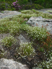 Mỏm đá lộ thiên ở độ cao lớn cằn cỗi (Loại đá lửa/biến chất Greenland Sandwort) – CEGL008509 Mỏm đá lộ thiên ở độ cao lớn cằn cỗi (Loại đá lửa/biến chất Greenland Sandwort) – CEGL008509