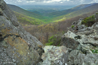 Đất cằn cỗi Greenstone ở độ cao lớn – CEGL008536 Đất cằn cỗi Greenstone ở độ cao lớn – CEGL008536