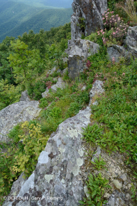 Đất cằn cỗi Greenstone ở độ cao lớn – CEGL008536 Đất cằn cỗi Greenstone ở độ cao lớn – CEGL008536