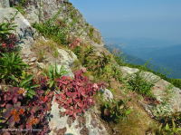 Đất cằn cỗi Greenstone ở độ cao lớn – CEGL008536 Đất cằn cỗi Greenstone ở độ cao lớn – CEGL008536