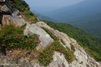 Đất cằn cỗi Greenstone ở độ cao lớn – CEGL008536 Đất cằn cỗi Greenstone ở độ cao lớn – CEGL008536