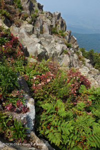 Đất cằn cỗi Greenstone ở độ cao lớn – CEGL008536 Đất cằn cỗi Greenstone ở độ cao lớn – CEGL008536