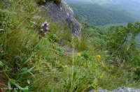 Đất cằn cỗi Greenstone ở độ cao lớn – CEGL008536 Đất cằn cỗi Greenstone ở độ cao lớn – CEGL008536