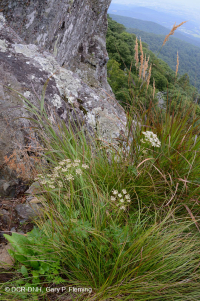 Đất cằn cỗi Greenstone ở độ cao lớn – CEGL008536 Đất cằn cỗi Greenstone ở độ cao lớn – CEGL008536