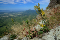 Đất cằn cỗi Greenstone ở độ cao lớn – CEGL008536 Đất cằn cỗi Greenstone ở độ cao lớn – CEGL008536