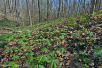 Đồng bằng ven biển / Rừng Mesic cơ bản Outer Piedmont - CEGL006055