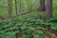 Đồng bằng ven biển / Rừng Mesic cơ bản Outer Piedmont - CEGL006055