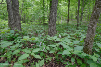 Đồng bằng ven biển / Rừng Mesic cơ bản Outer Piedmont - CEGL006055