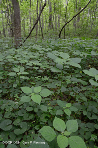 Rừng Mesic cơ bản của Nam Piedmont - CEGL008466