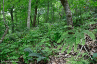 Rừng Mesic cơ bản của Nam Piedmont - CEGL008466