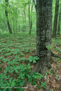 Rừng Mesic cơ bản của Nam Piedmont - CEGL008466