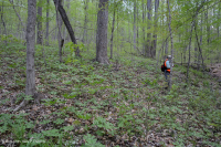 Rừng Mesic cơ bản của Nam Piedmont - CEGL008466