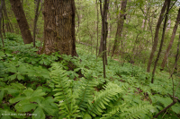 Rừng Mesic cơ bản Inner Piedmont / Lower Blue Ridge - CEGL006186