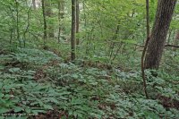 Rừng Mesic cơ bản Inner Piedmont / Lower Blue Ridge - CEGL006186