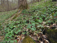 Rừng Mesic cơ bản Trung Appalachian / Piedmont (Twinleaf - Loại Blue Cohosh) - CEGL008412