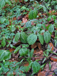 Rừng Mesic cơ bản Trung Appalachian / Piedmont (Twinleaf - Loại Blue Cohosh) - CEGL008412