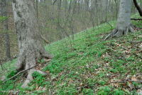 Rừng Mesic cơ bản Trung Appalachian / Piedmont (Twinleaf - Loại Blue Cohosh) - CEGL008412