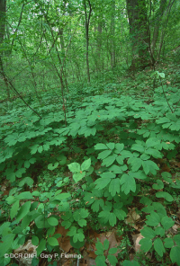 Rừng Mesic cơ bản Trung Appalachian / Piedmont (Twinleaf - Loại Blue Cohosh) - CEGL008412