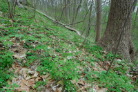 Rừng Mesic cơ bản Trung Appalachian / Piedmont (Twinleaf - Loại Blue Cohosh) - CEGL008412