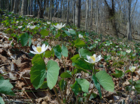 Rừng Mesic cơ bản Trung Appalachian / Piedmont (Twinleaf - Loại Blue Cohosh) - CEGL008412