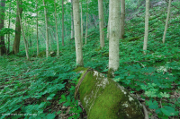 Rừng Mesic cơ bản Trung Appalachian / Piedmont (Twinleaf - Loại Blue Cohosh) - CEGL008412