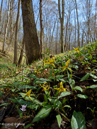 Rừng Mesic cơ bản Trung Appalachian / Piedmont (Twinleaf - Loại Blue Cohosh) - CEGL008412