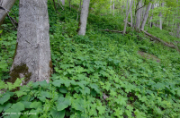 Rừng Mesic cơ bản Trung Appalachian / Piedmont (Twinleaf - Loại Blue Cohosh) - CEGL008412