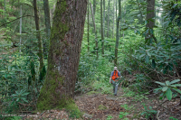 Rừng Cove có tính axit của vùng Appalachian phía Nam – CEGL007543