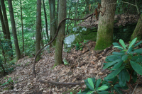 Rừng Cove có tính axit của vùng Appalachian phía Nam – CEGL007543